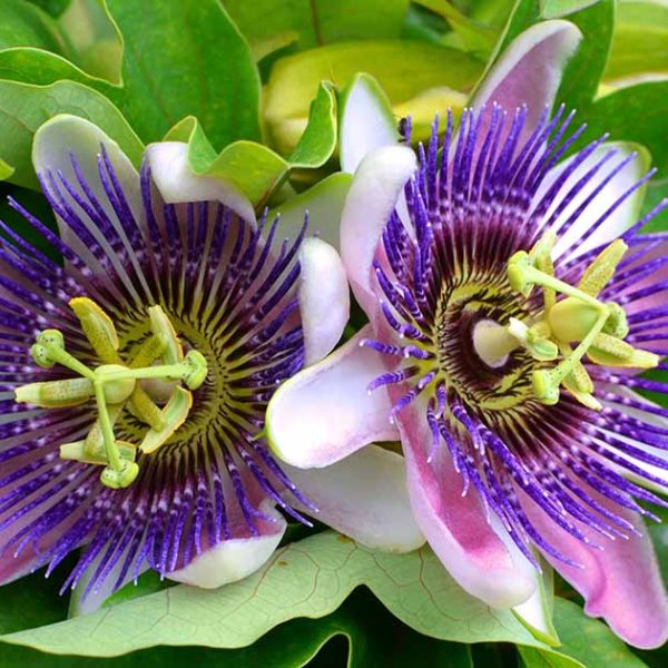 Passion-Flower-Varieties-34895a