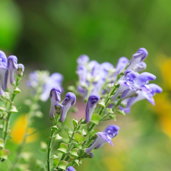 american-skullcap-plant